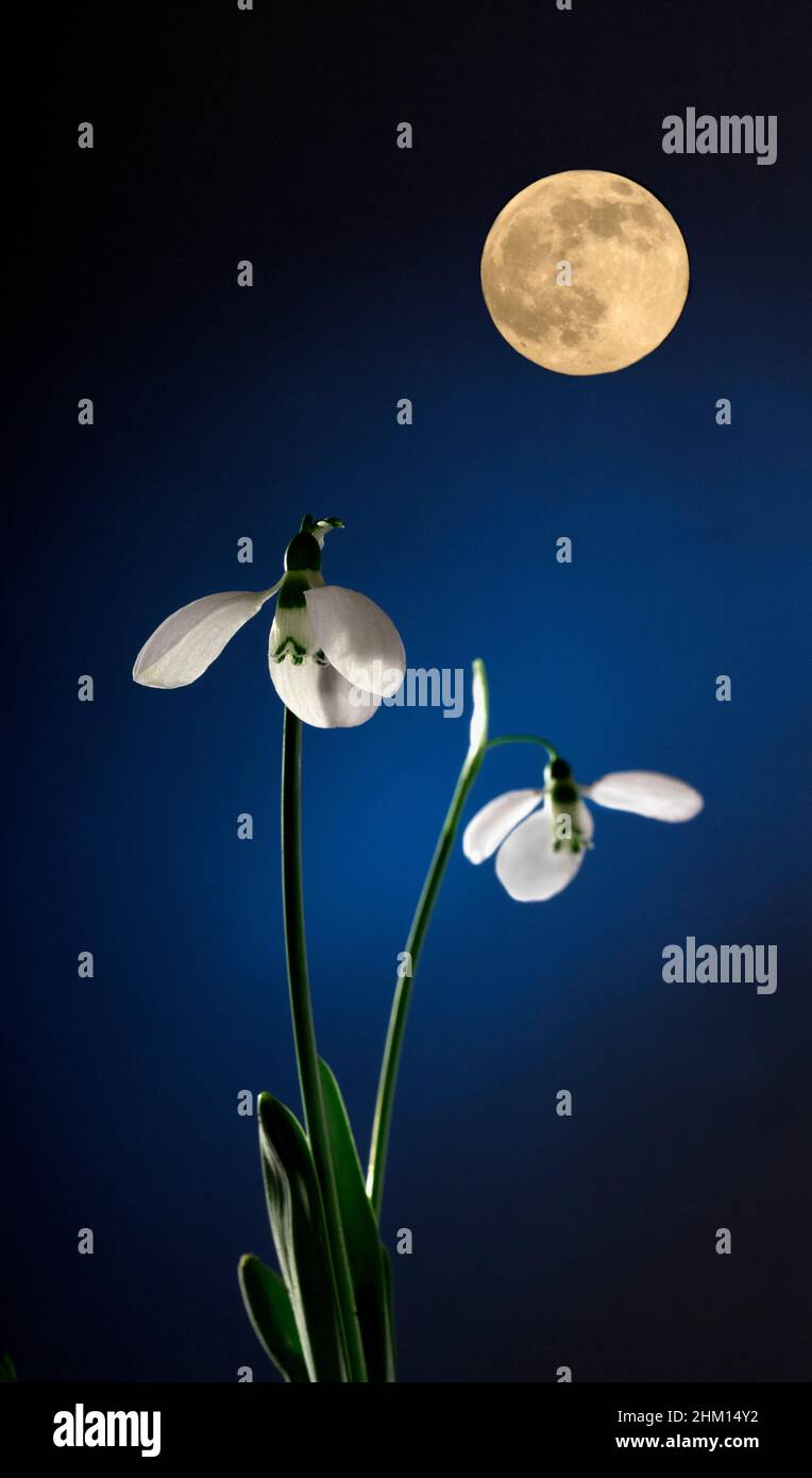 Gocce di neve sotto la Luna Foto Stock