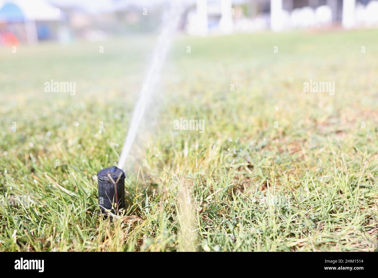 Un rubinetto annaffiatura irriga l'erba del prato, sfocato Foto Stock