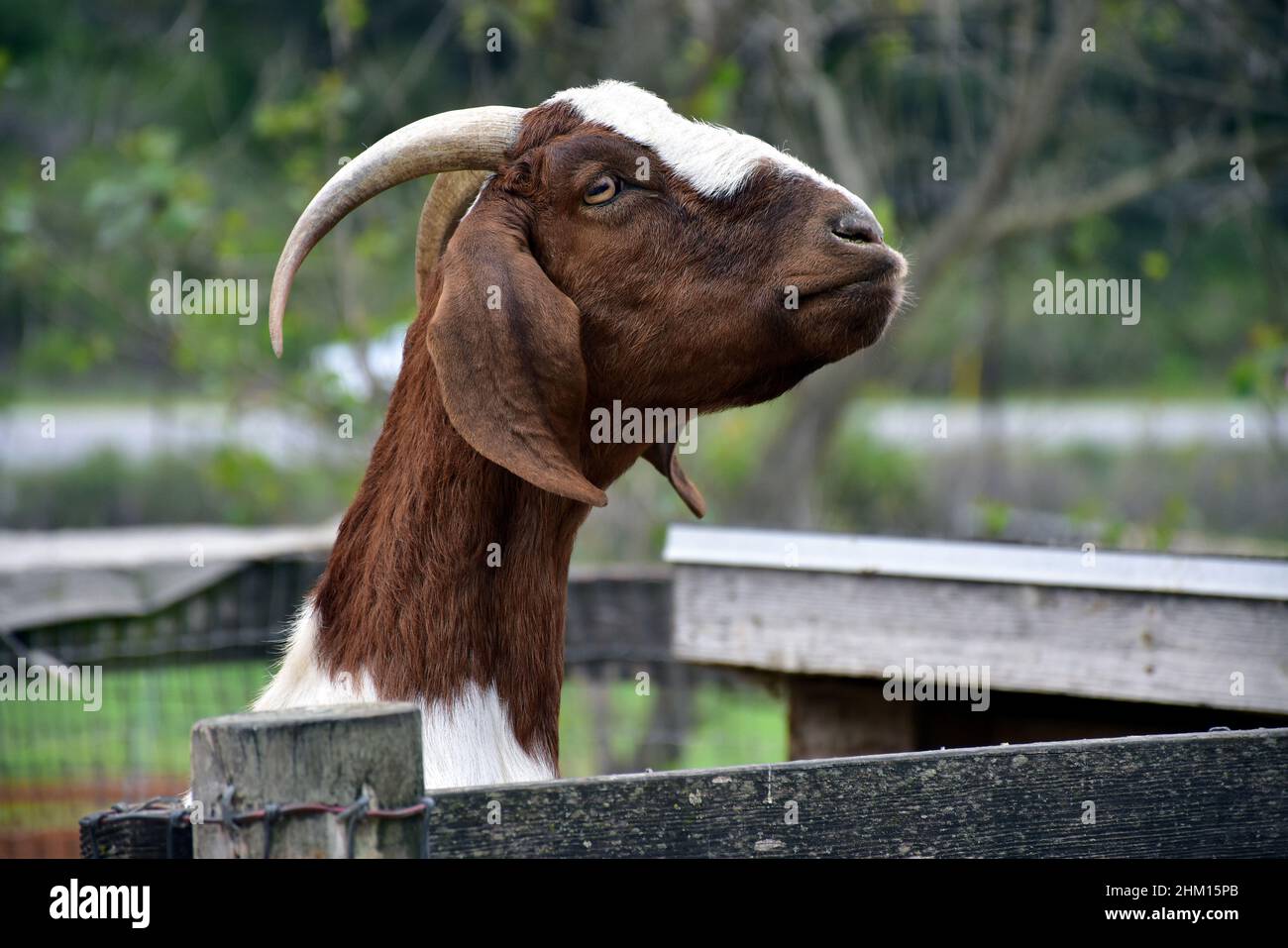 Testa e collo di capra marrone e bianco con corna e orecchie lunghe in una penna di legno Foto Stock
