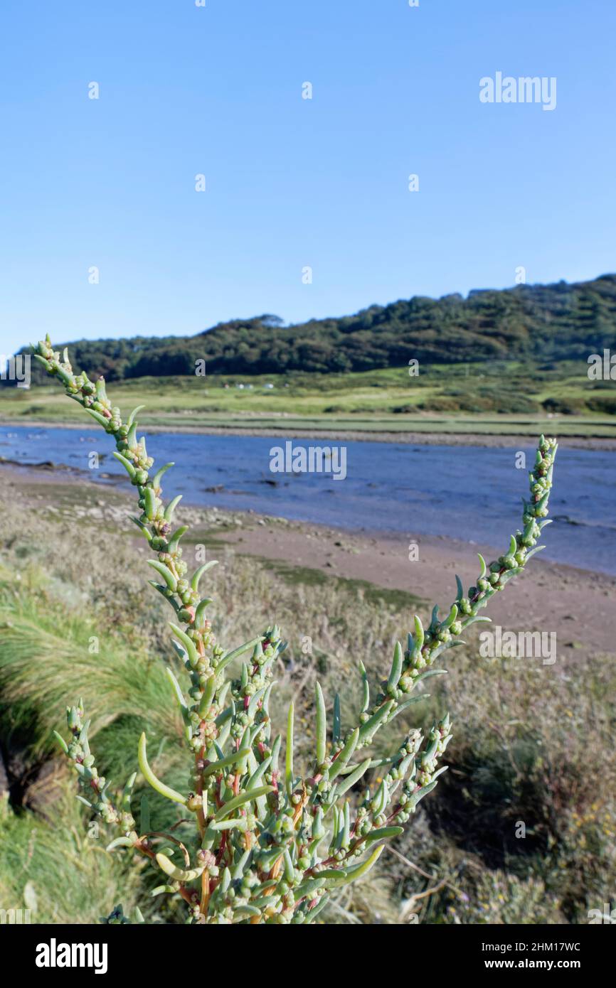 Annual seablite (Suaeda maritima) clump fiorente su una salamoia che costeggia il fiume Ogmore, Merthyr Mawr NNR, Glamorgan, Galles, Regno Unito, Settembre. Foto Stock