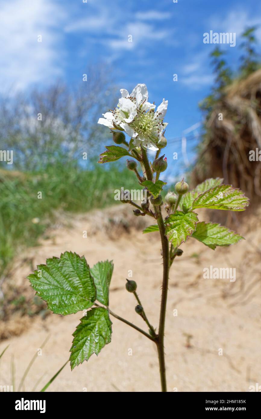 Dewberry (Rubus caesius) pianta che fioriva sulla riva di un piccolo torrente attraverso dune di sabbia costiere in primavera, Merthyr Mawr Warren NNR, Glamorgan, Galles Foto Stock