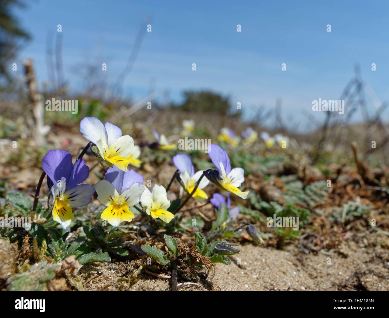Tappeto di pantie delle dune / Pansie di mare (Viola tricolore curtisii) fiorente sulle dune di sabbia costiere, Merthyr Mawr Warren NNR, Glamorgan, Galles, UK, Apr Foto Stock