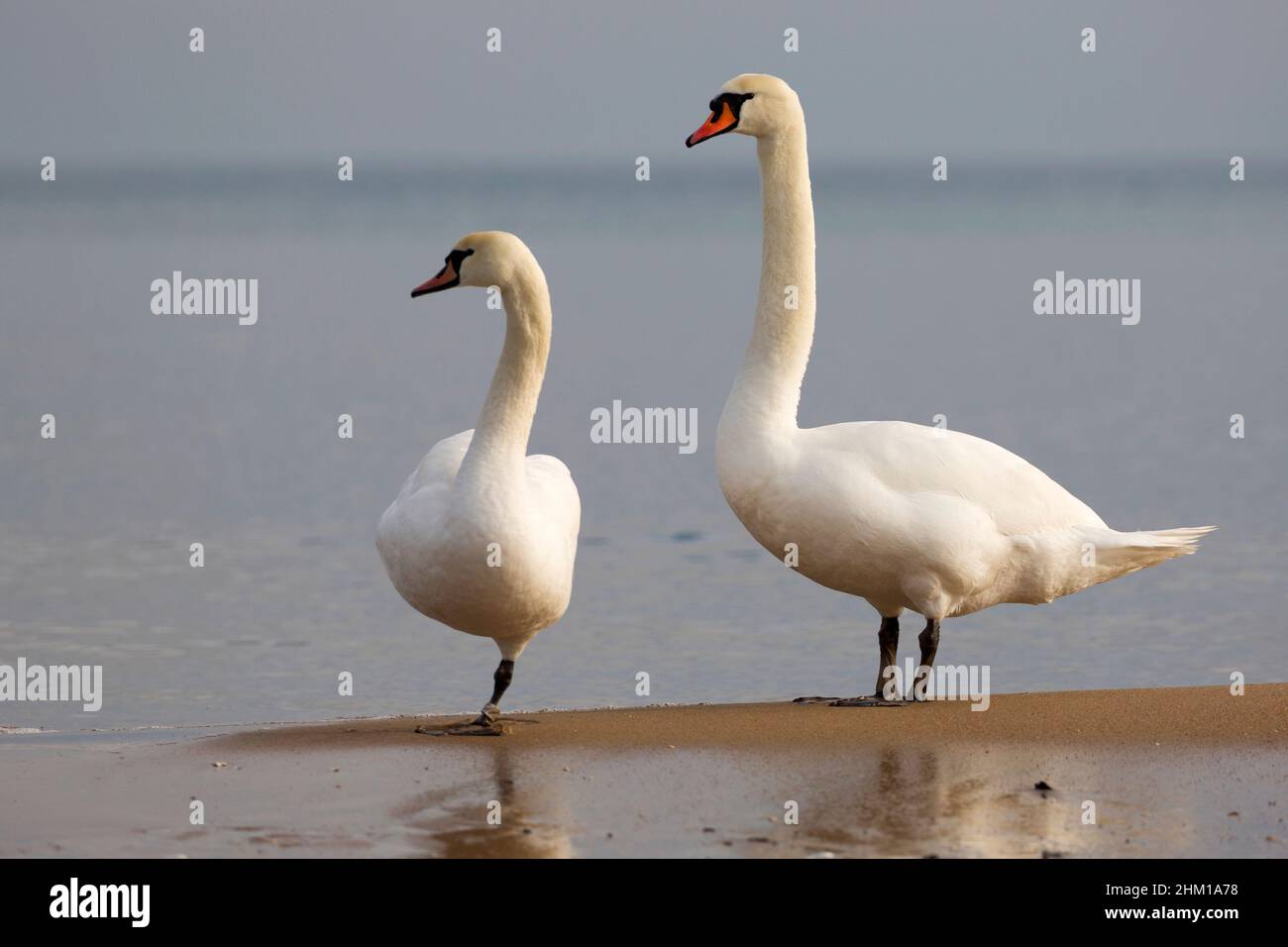 Cigni nella natura selvaggia vicino al mare Foto Stock