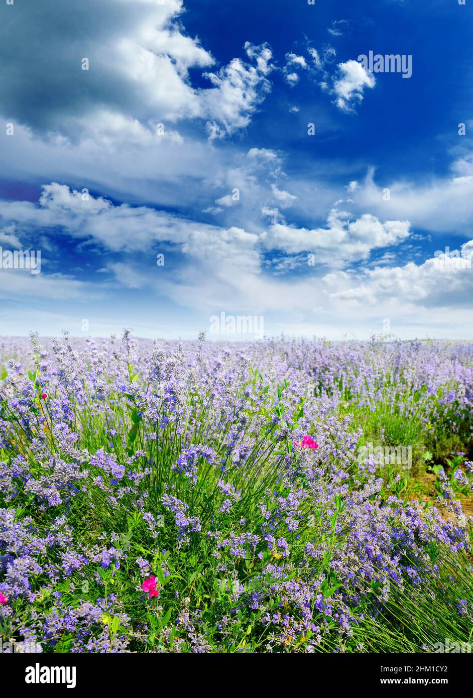 Paesaggio rurale verticale con campo estivo di lavanda e cielo azzurro. Foto Stock