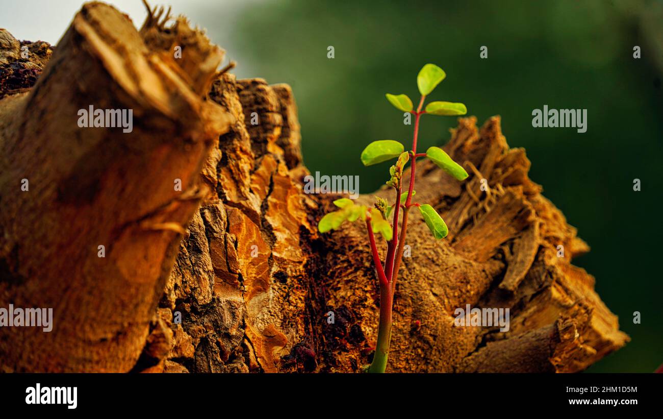 Crescita di muschio su ramo di albero moringa in una foresta. Germogli giovani sul tronco del vecchio albero di batterstick selvatico. Foto Stock