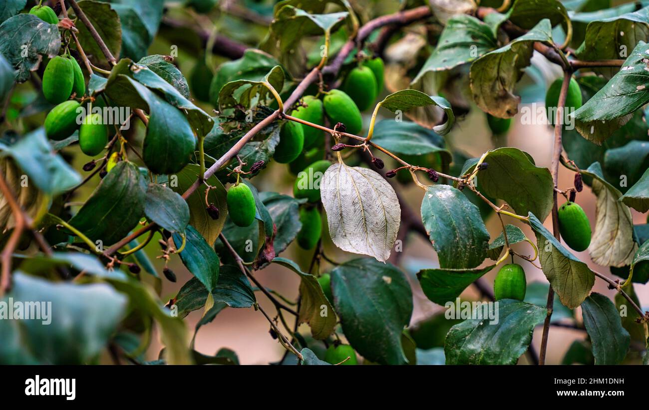 FruitZiziphus mauritiana, conosciuta anche come Ber, mela cinese, Jujube, susina indiana è una specie tropicale di albero di frutta jubo indiano Foto Stock