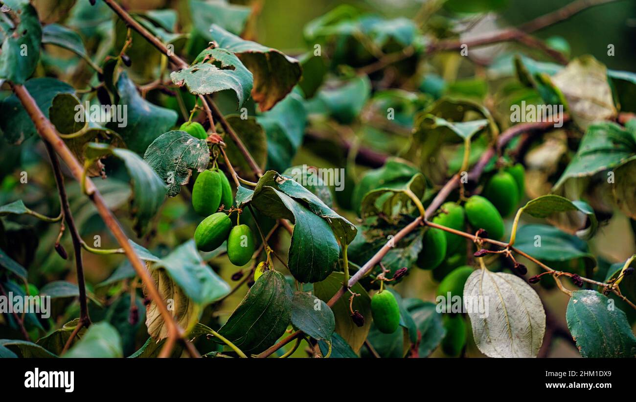 Ziziphus Mauritiana su albero con piccole foglie. Delizioso jubo indiano asiatico o frutta bera o bacche. Foto Stock