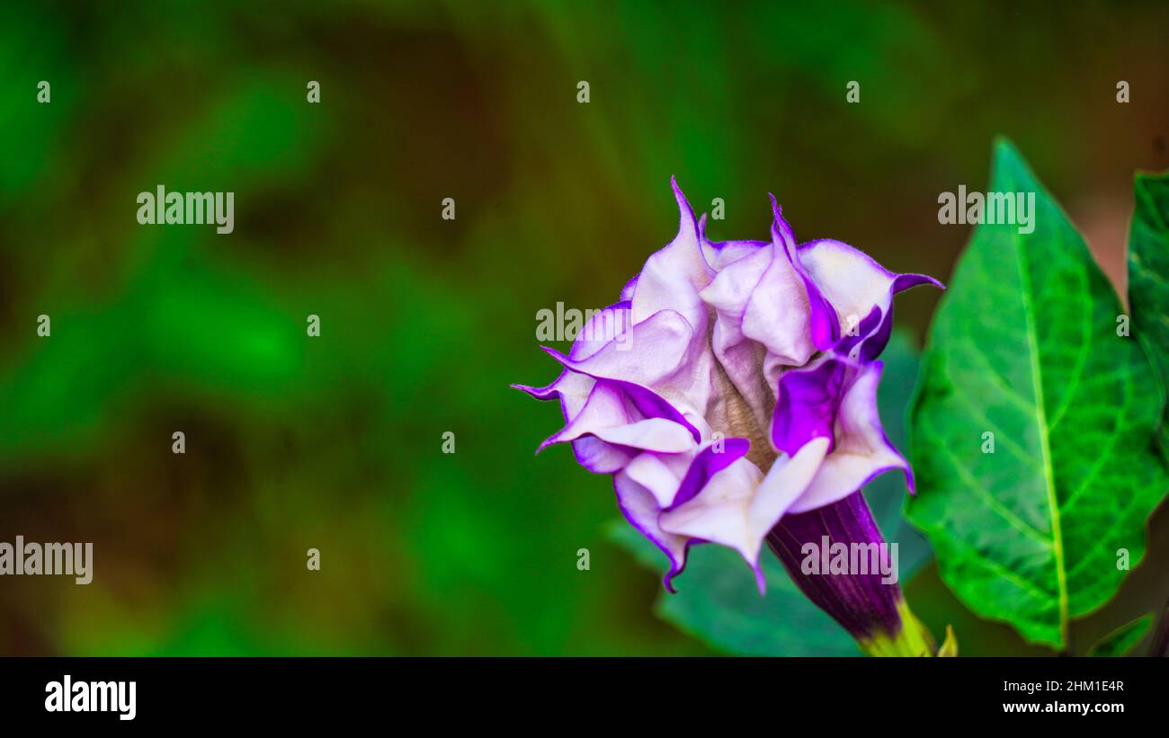 Bella mela di spina con viola e fiore bianco in controluce. Datura indiana stramonium , nota con i nomi comuni di mela di spina Foto Stock