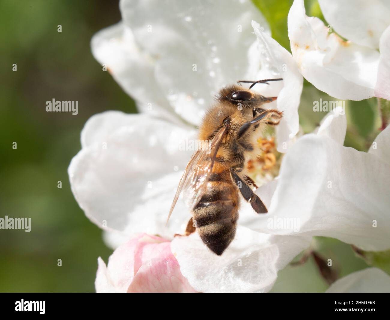 L'ape del miele raccoglie il nettare da una fioritura di ciliegia bianca Foto Stock