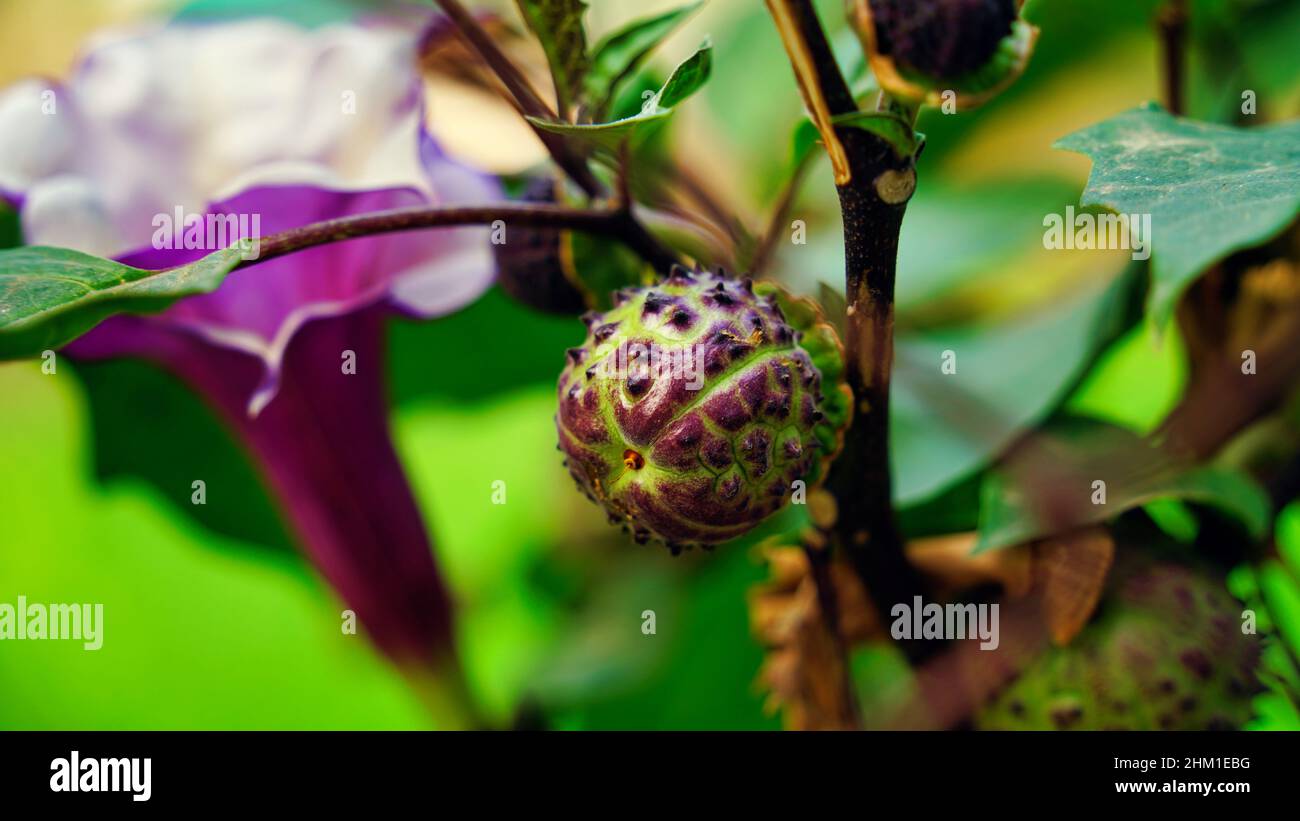 Bella mela di spina con viola e fiore bianco in controluce. Datura indiana stramonium , nota con i nomi comuni di mela di spina Foto Stock