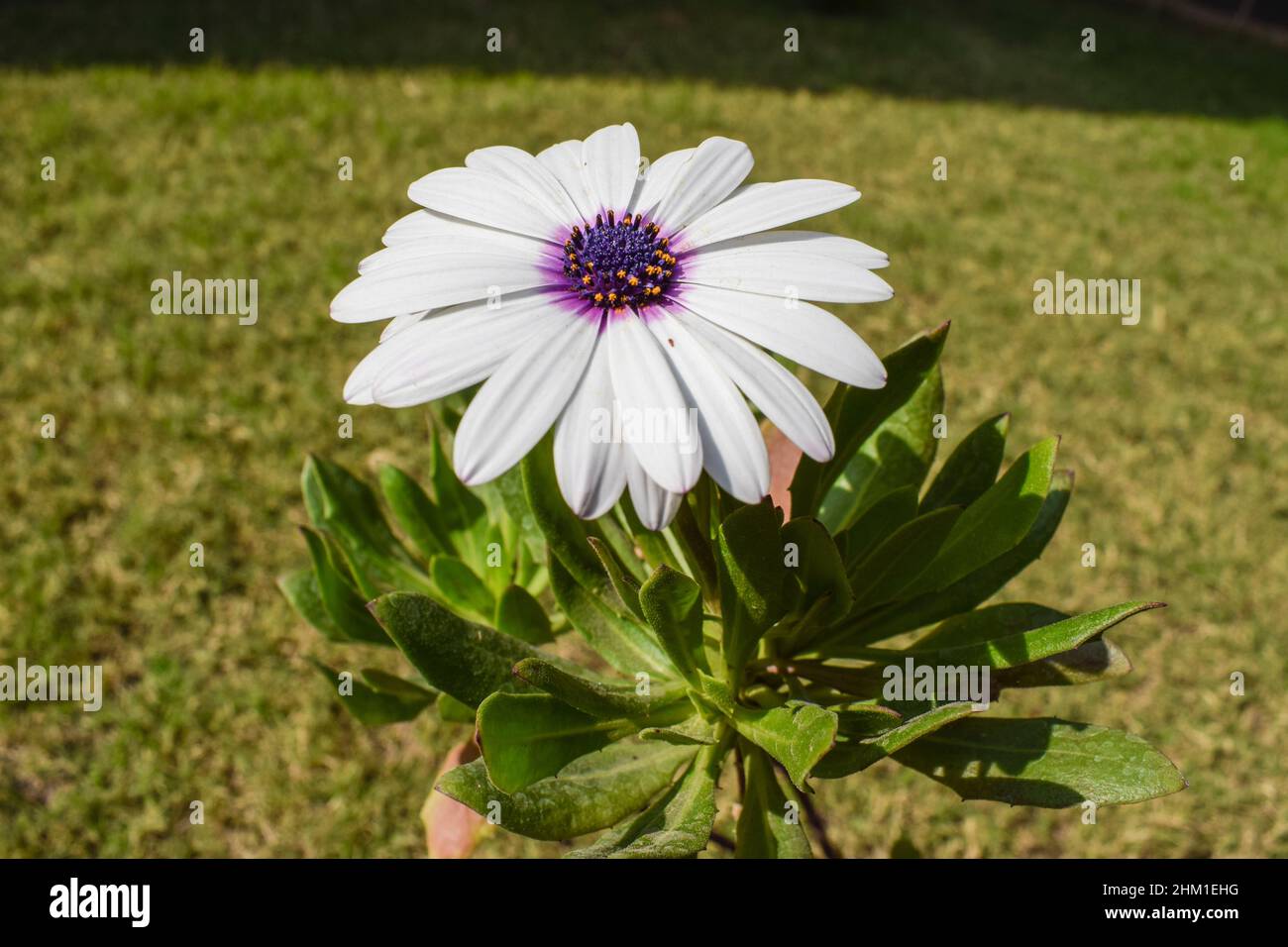 White African Daisy fiore con centro viola noto anche come Osteospermum bianco pianta di Peals fresco Foto Stock