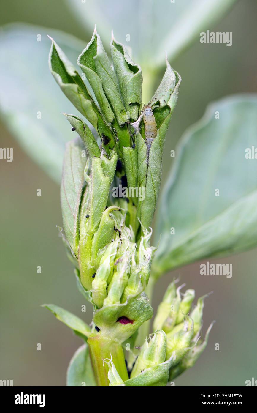 Tortricidae caterpillar su una pianta di faba danneggiata. Foto Stock