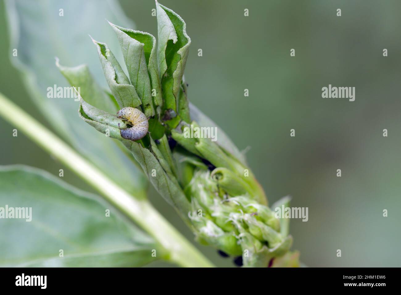 Tortricidae caterpillar su una pianta di faba danneggiata. Foto Stock