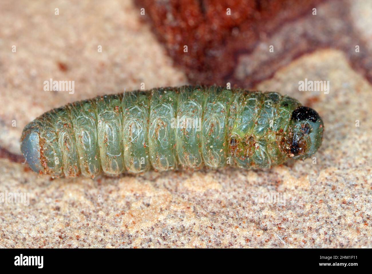 La larva della mosca che vive nella corteccia del pino. Foto Stock