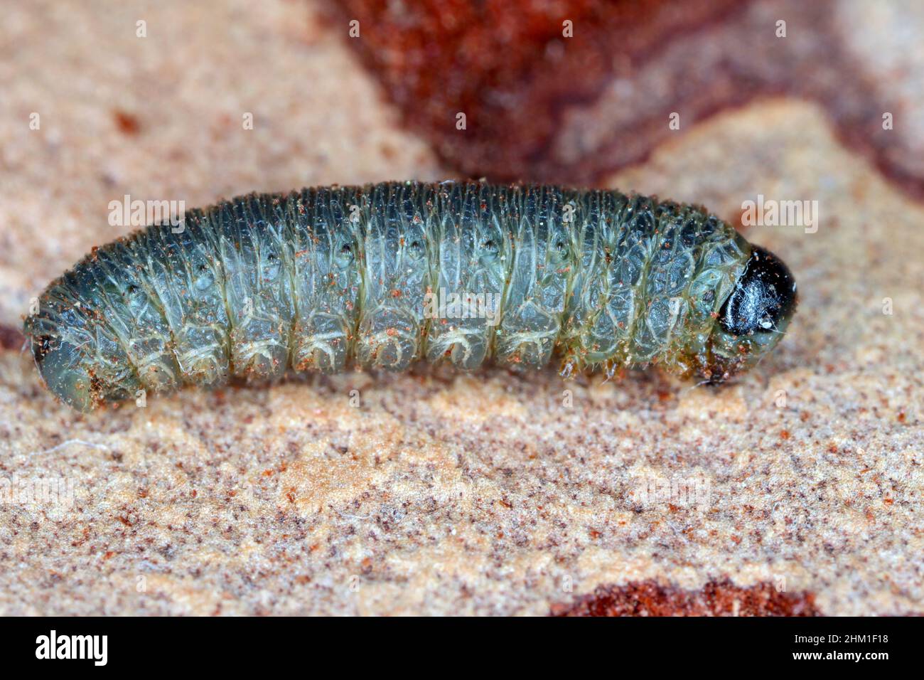 La larva della mosca che vive nella corteccia del pino. Foto Stock