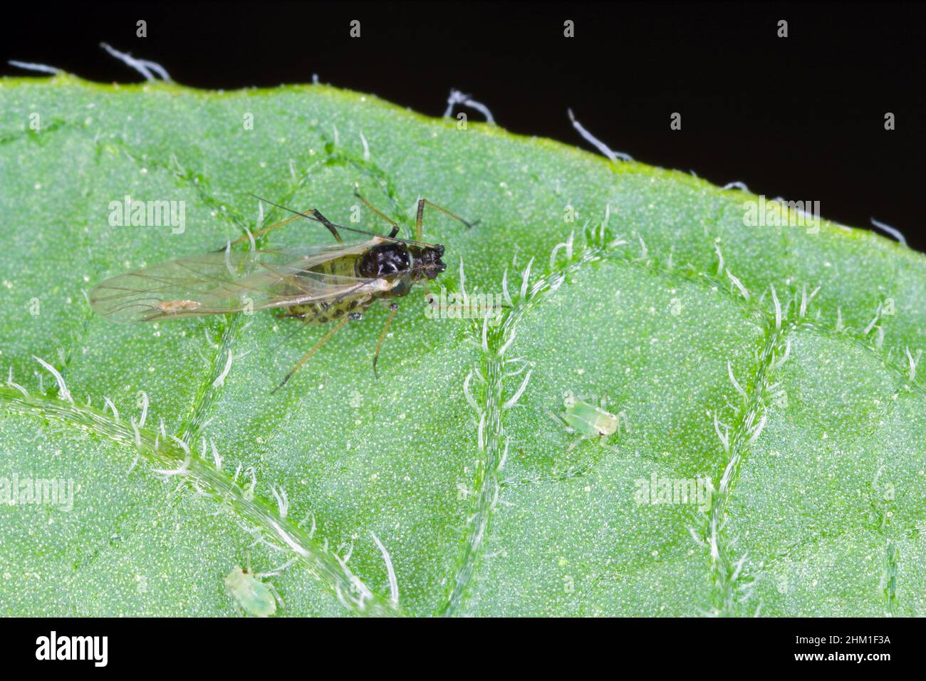 Piccoli afidi sul lato inferiore delle lame della foglia di patate. Foto Stock Piccoli afidi sul lato inferiore delle lame della foglia di patate. Foto Stock