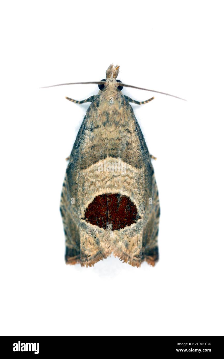 Notocelia uddmanniana - una falena della famiglia Tortricidae, larve - bacini nutriti di lamponi - un gruppo di lamponi. Foto Stock