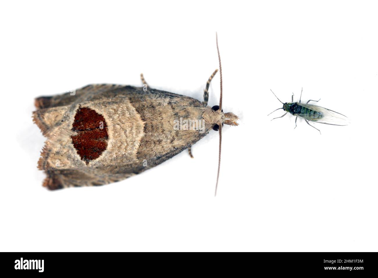 Notocelia uddmanniana - una falena della famiglia Tortricidae, larve - bacini nutriti di lamponi - un gruppo di lamponi. Foto Stock
