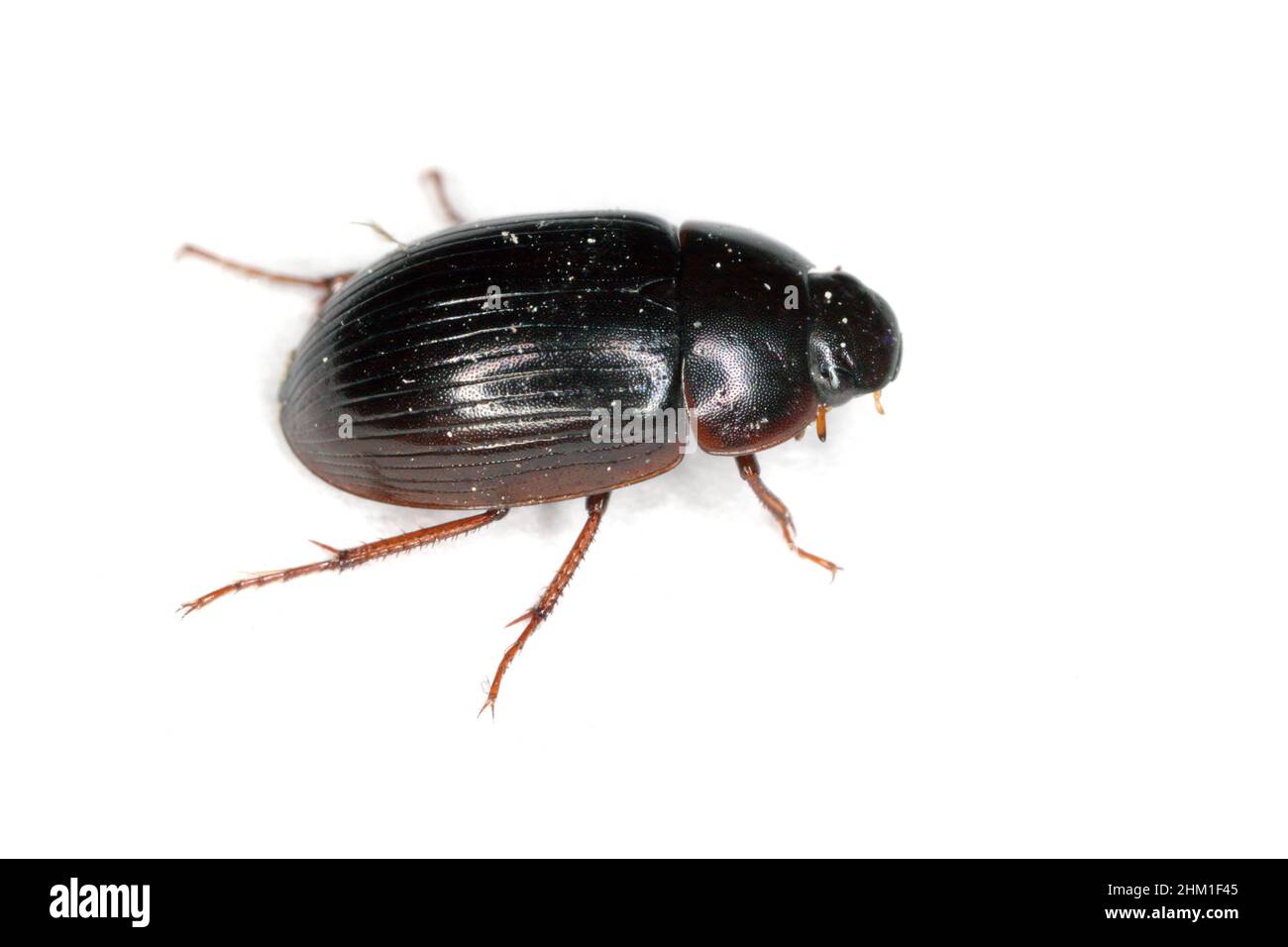 Scarpata idrobius fuscipes isolato su sfondo bianco, vista dorsale del coleottero acquatico Foto Stock