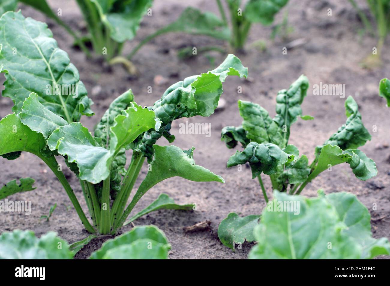 L'afide del fagiolo nero (Aphis fabae) sulle piante giovani di barbabietola da zucchero. È membro dell'Ordine Hemiptera. Altri nomi comuni includono la mosca nera, l'afide del fagiolo Foto Stock