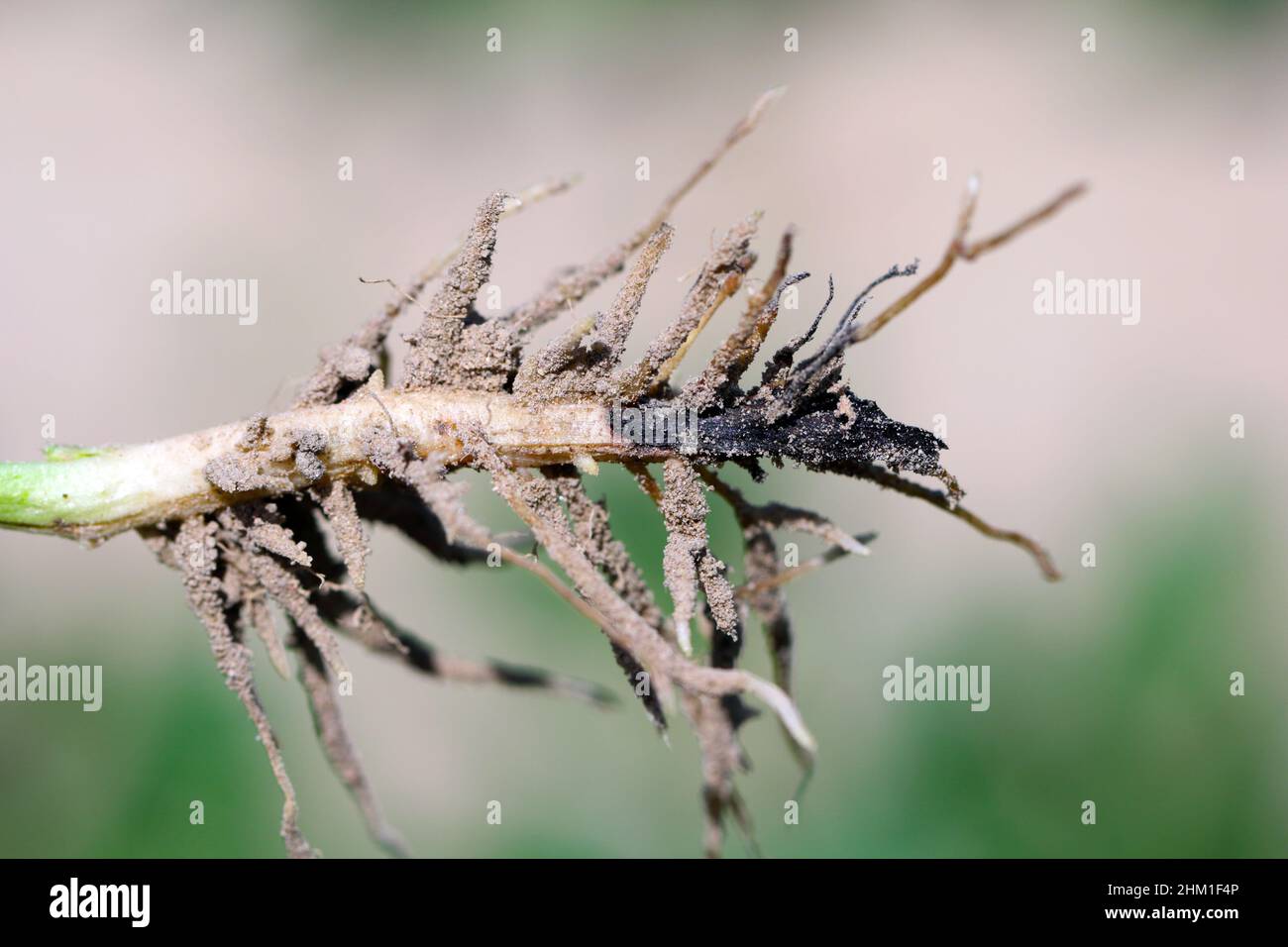 Piede Rot (Fusarium solani) su base a gambo di fagioli larghi (Vicia faba). Foto Stock