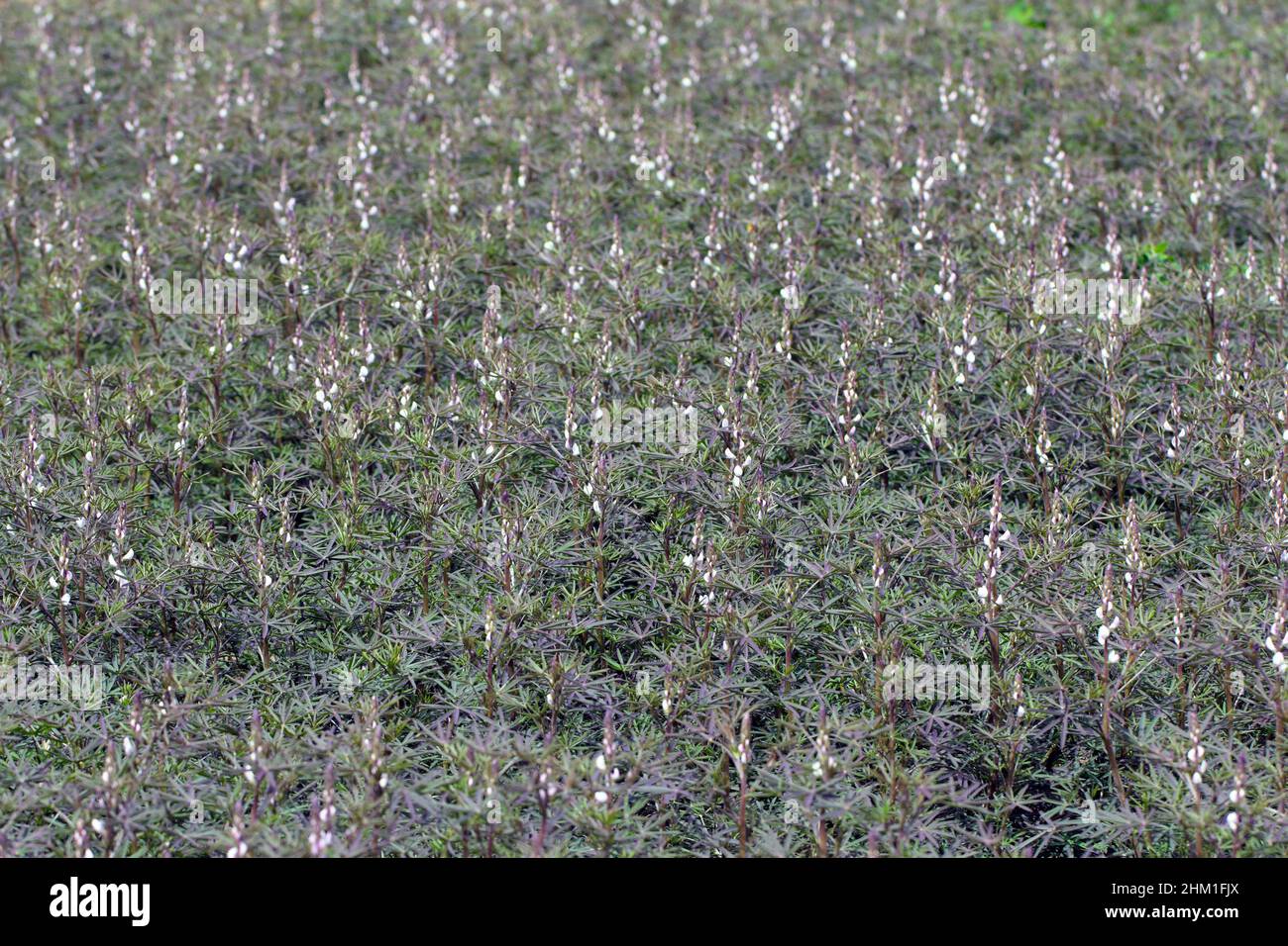 Campo bianco con colture di lupino Foto Stock