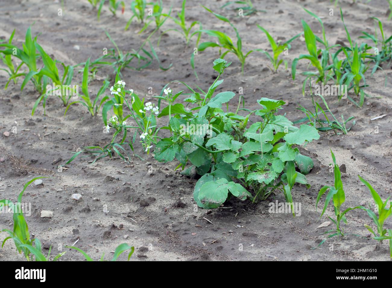 Raphanus sativus L. var. Oleiformis come residuo dopo la rotazione di raccolto - un'erbaccia nella coltura del mais. Foto Stock Raphanus sativus L. var. Oleiformis come residuo dopo la rotazione di raccolto - un'erbaccia nella coltura del mais. Foto Stock