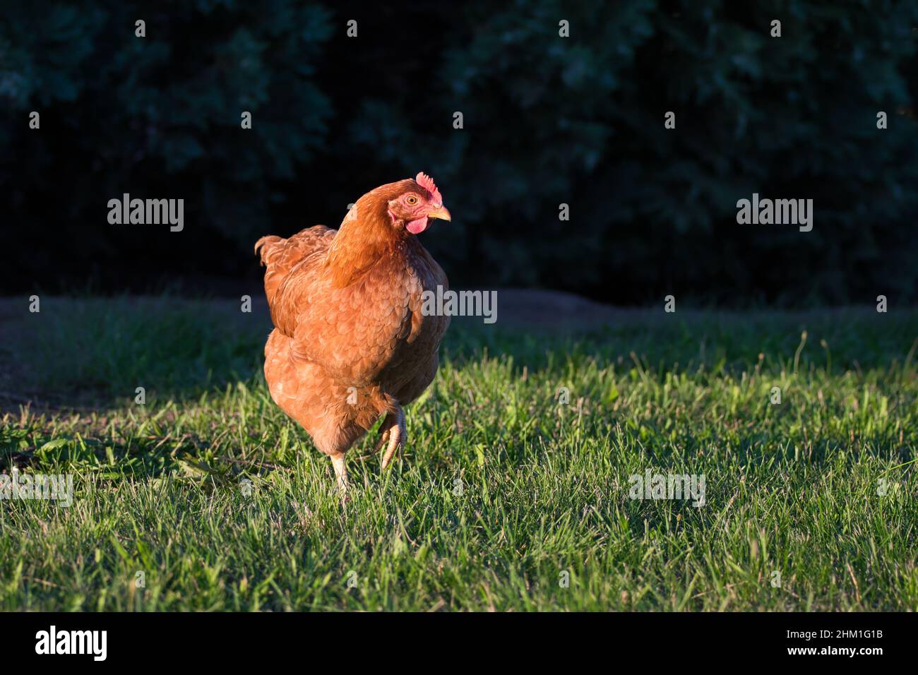 Un pollo bruno libero e funzionante con una corona rossa. Sfondo della natura. Foto Stock