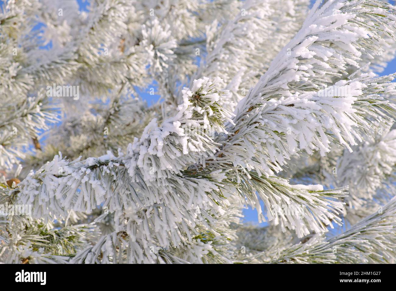 Gelo bianco del mattino e neve su rami di pino con aghi verdi nella foresta. Piante surgelate dopo il primo piano della nevicata. Foto Stock