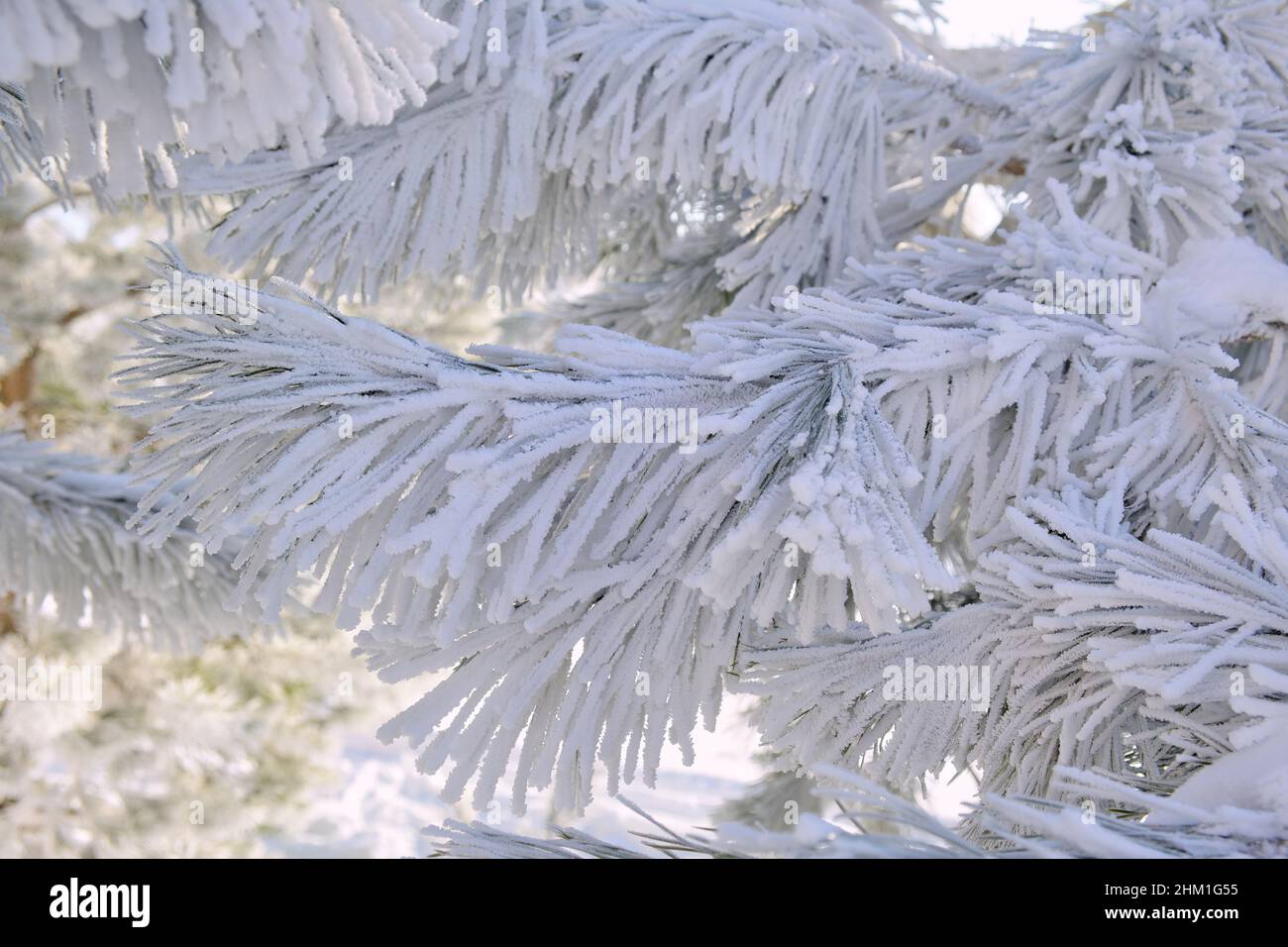 Gelo bianco del mattino e neve su rami di pino con aghi verdi nella foresta. Piante surgelate dopo il primo piano della nevicata. Foto Stock