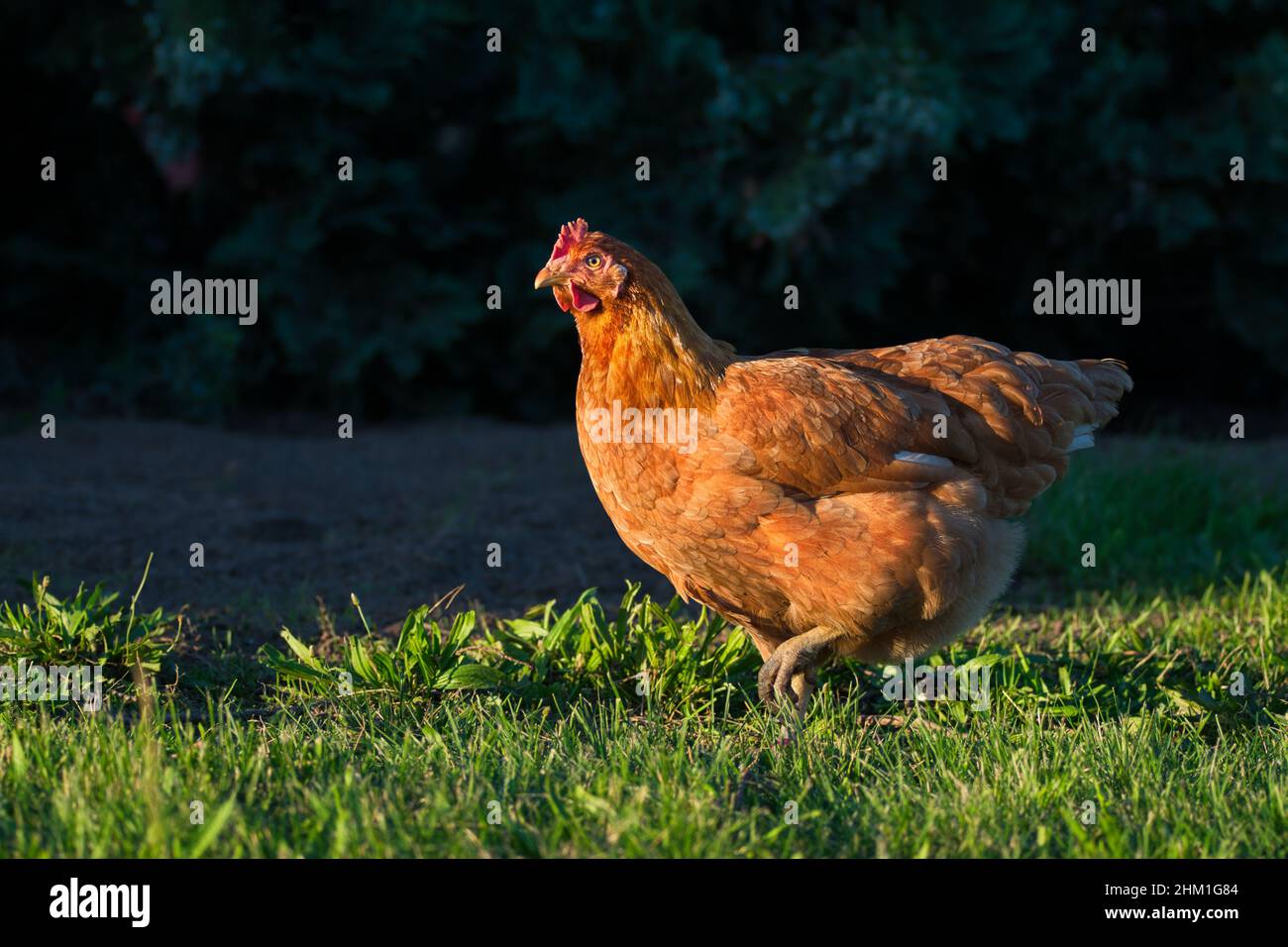 Un pollo bruno libero e funzionante con una corona rossa. Sfondo della natura. Foto Stock