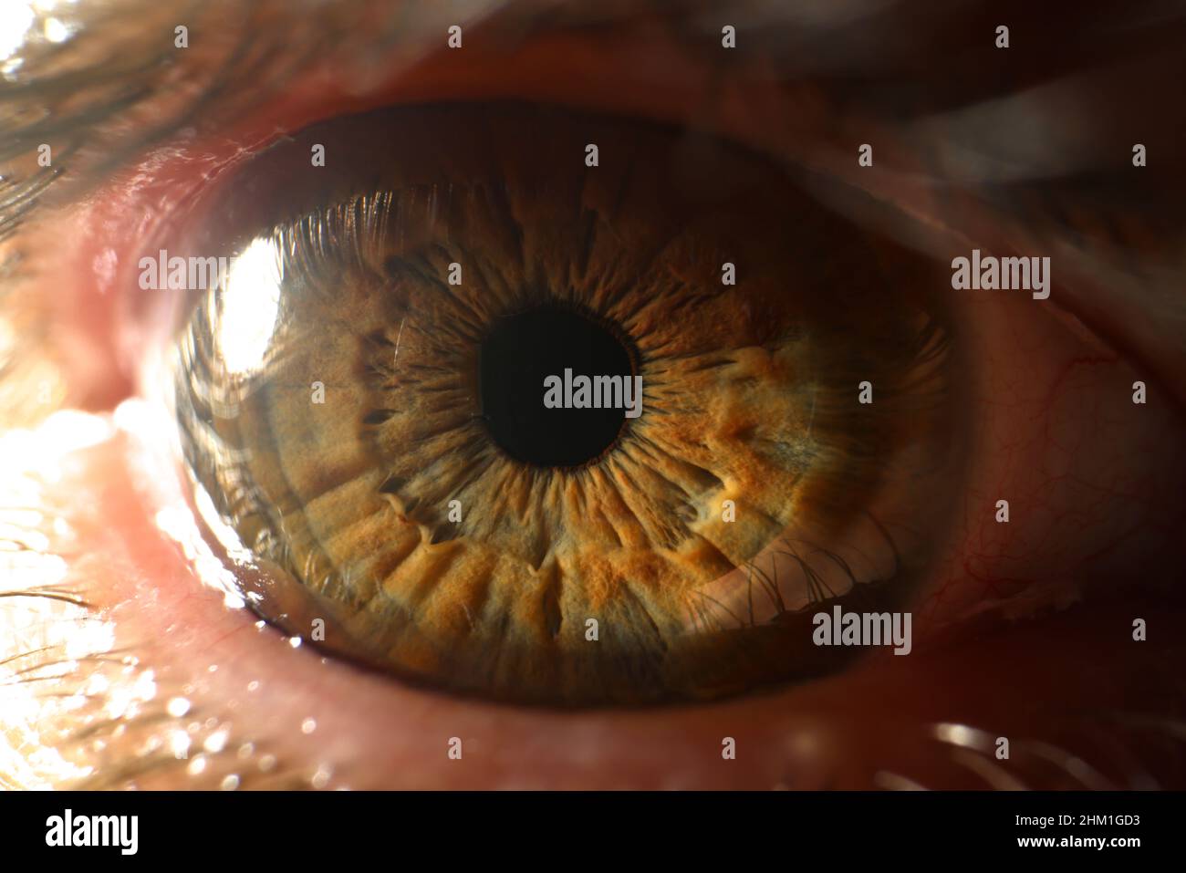 Primo piano dei dettagli dell'occhio umano. Macro fotografia di occhi marroni primo piano Foto Stock