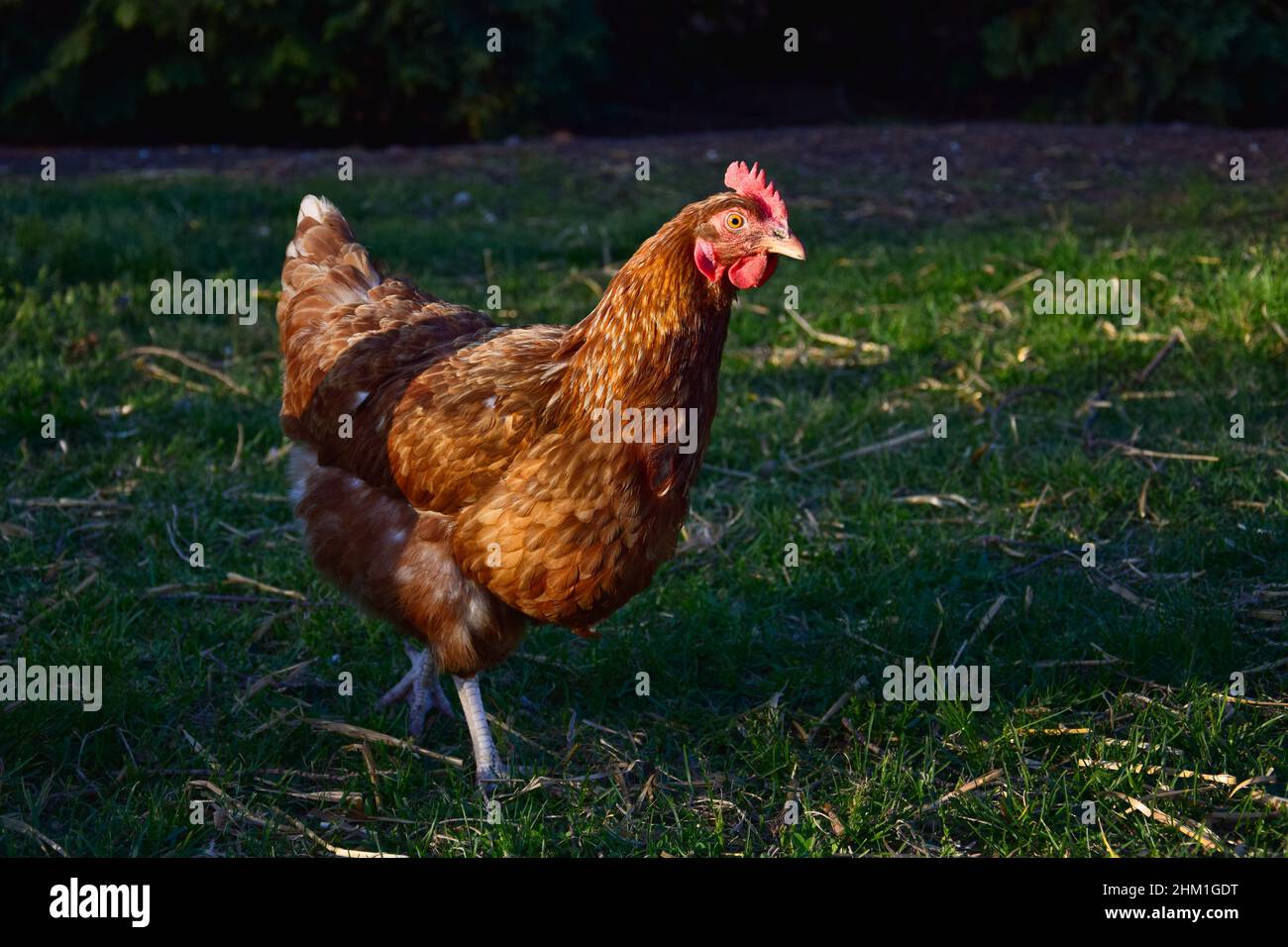 Un pollo bruno libero e funzionante con una corona rossa. Sfondo della natura. Foto Stock