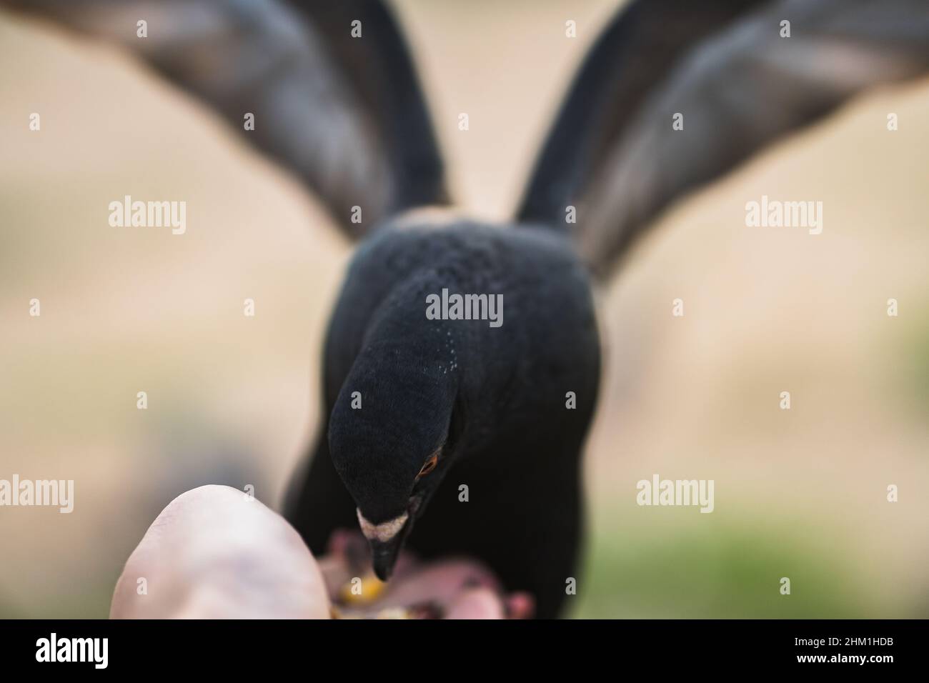 Piccione nero sul palmo, a Praga. Foto Stock