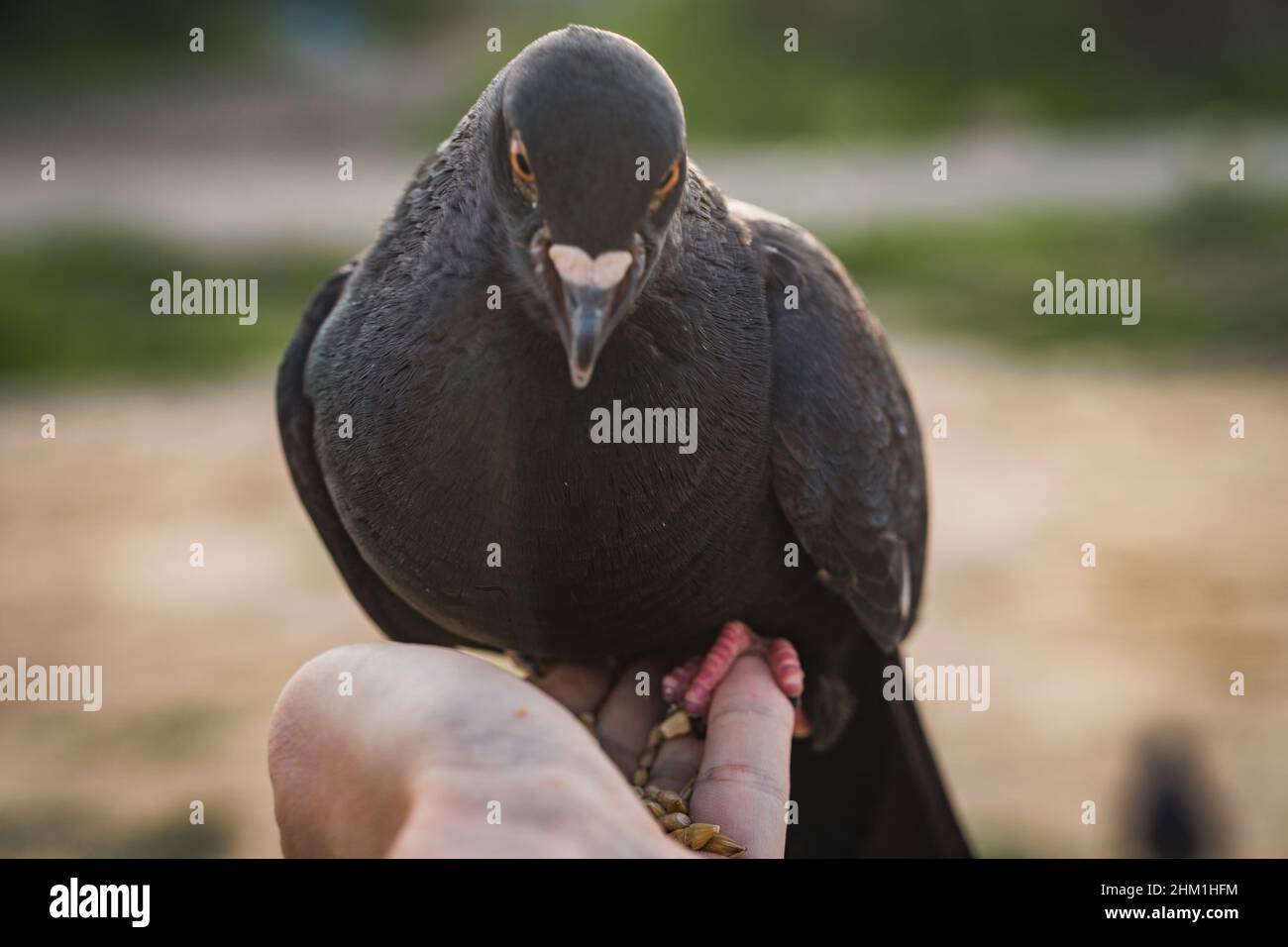 Piccione nero sul palmo, a Praga. Foto Stock