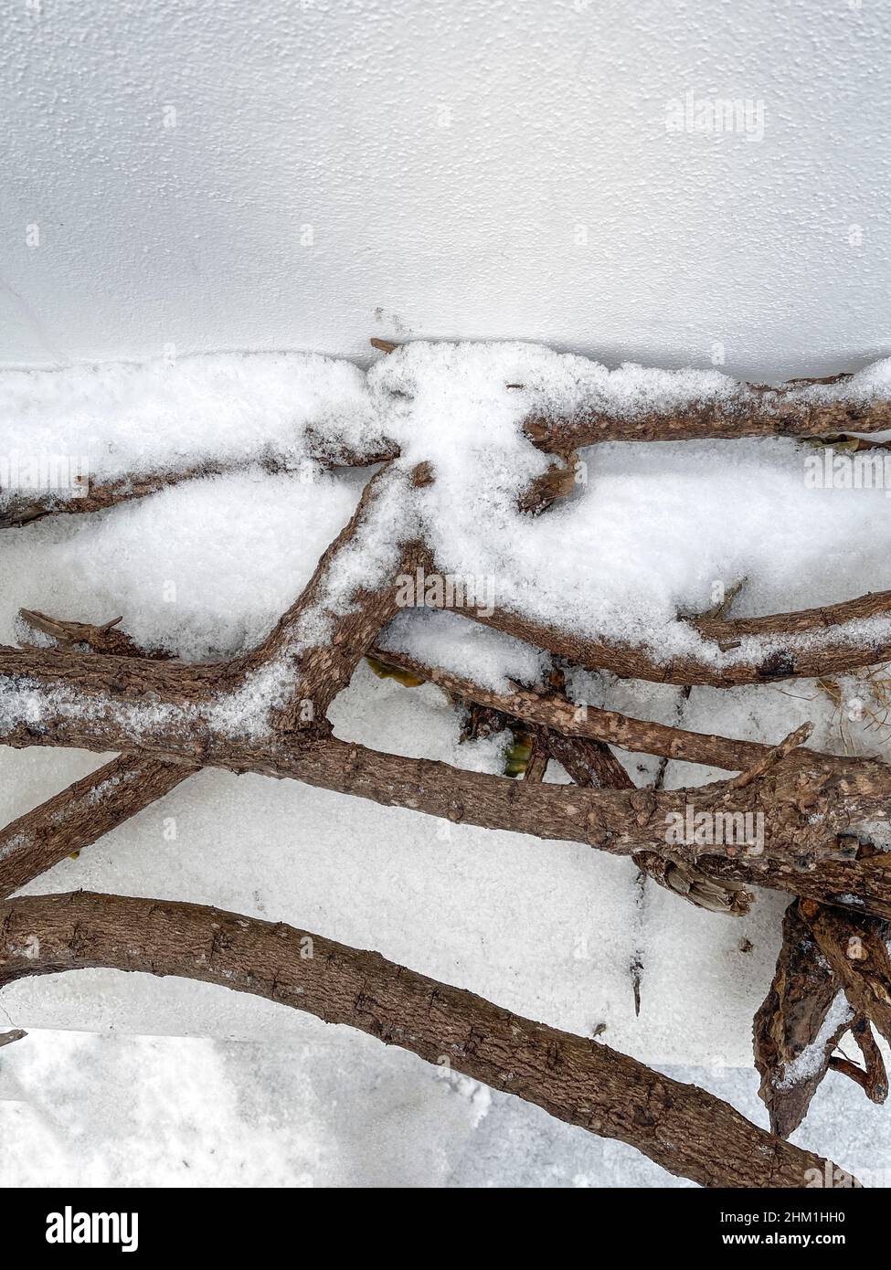 Rami al suolo coperti con il primo inverno snowflakes.Copy spazio. Immagine stock. Foto Stock