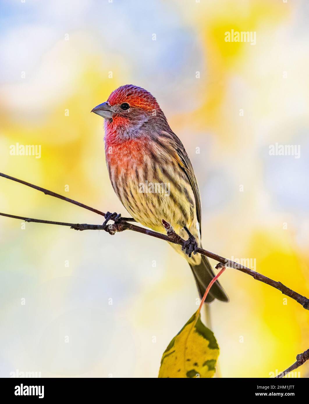 Ritratto colorato primo piano di una Casa Finch su un sottile ramo a fine autunno. Foto Stock