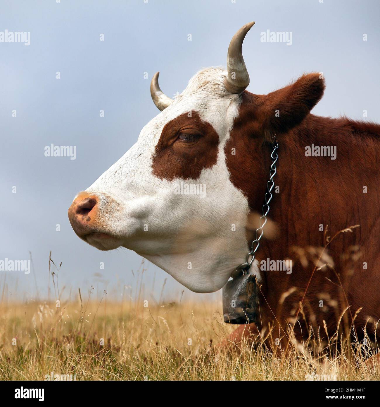 Mucca (bos primigenius taurus) sulle Dolomiti, Italia Foto Stock