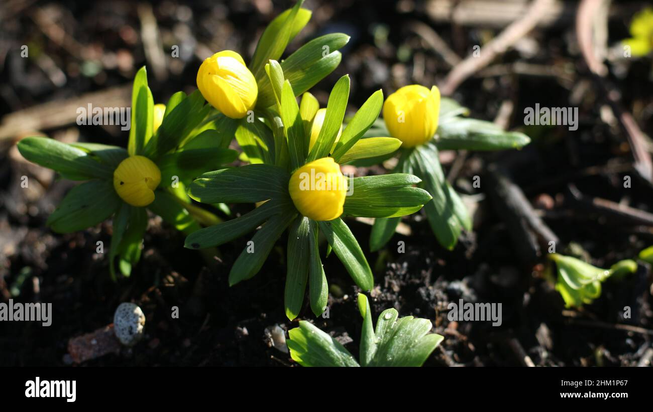 Primo piano di un impianto invernale di Aconite / Eranthis Hyemalis Foto Stock