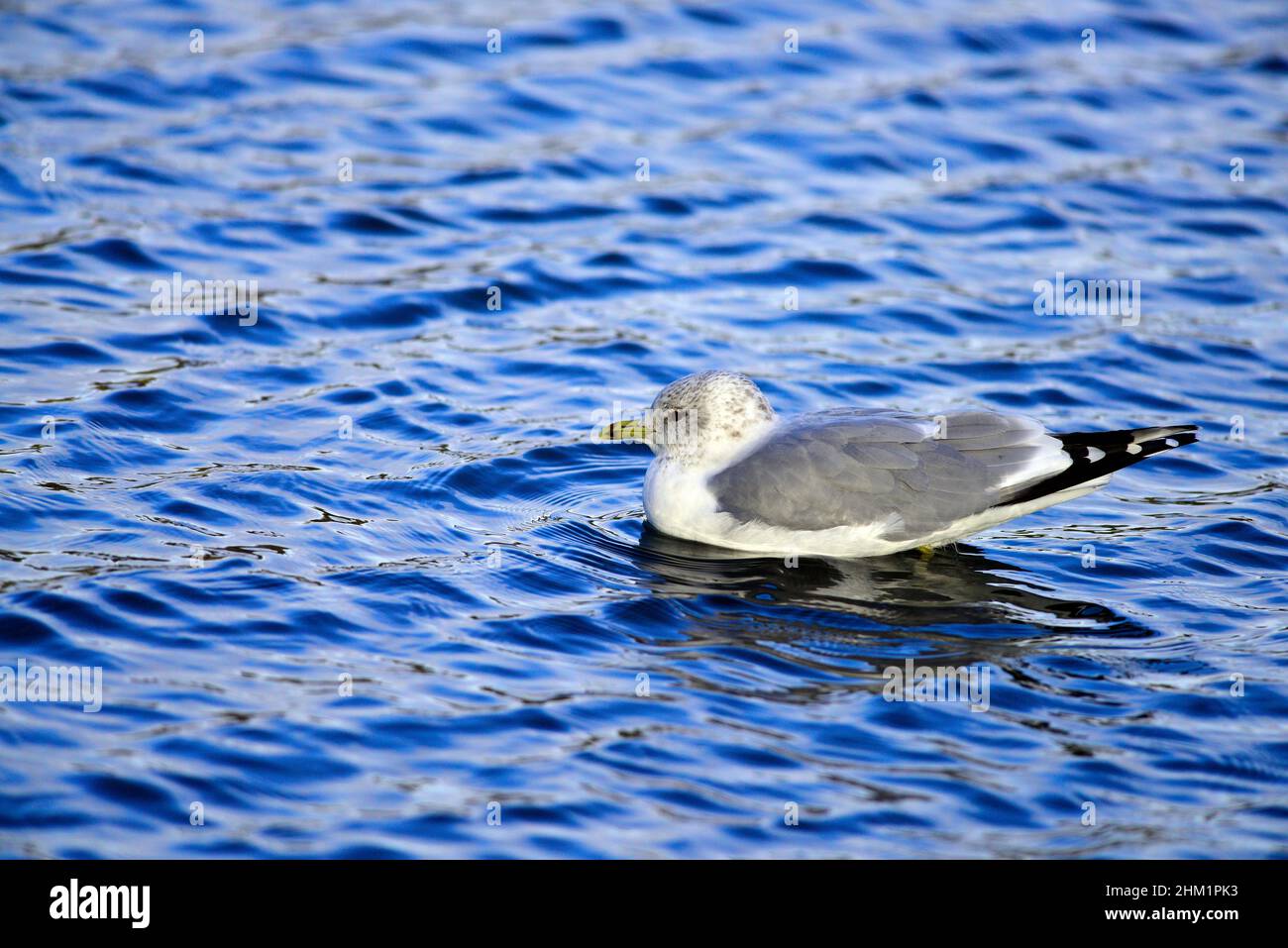 Gabbiano comune Foto Stock