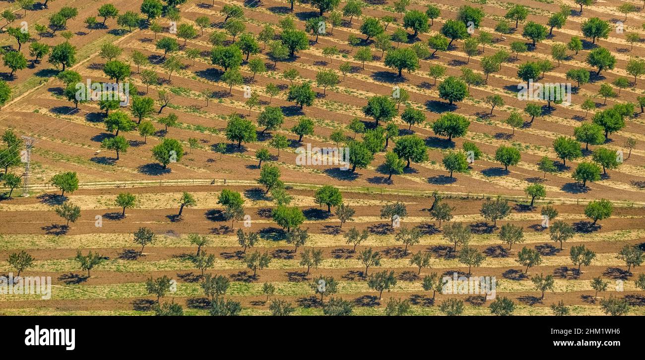 Vista aerea, ulivi e mandorli in campi arati vicino Palma, Son Espanyol, Mallorca, Isole Baleari, Isole Baleari, Baleares, Spagna, E. Foto Stock Vista aerea, ulivi e mandorli in campi arati vicino Palma, Son Espanyol, Mallorca, Isole Baleari, Isole Baleari, Baleares, Spagna, E. Foto Stock