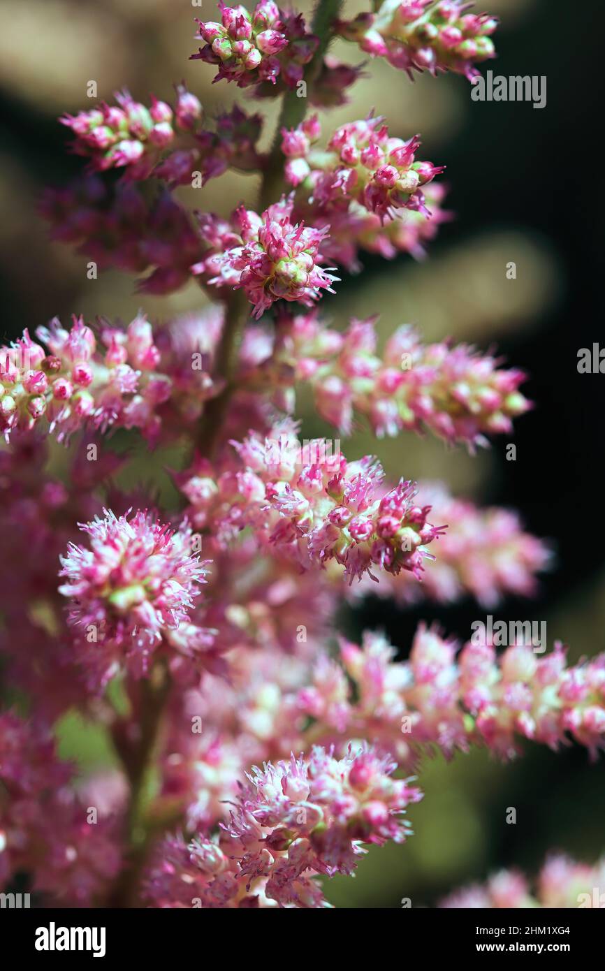 Macro vista di fiori di ontano rosa e bianco Foto Stock
