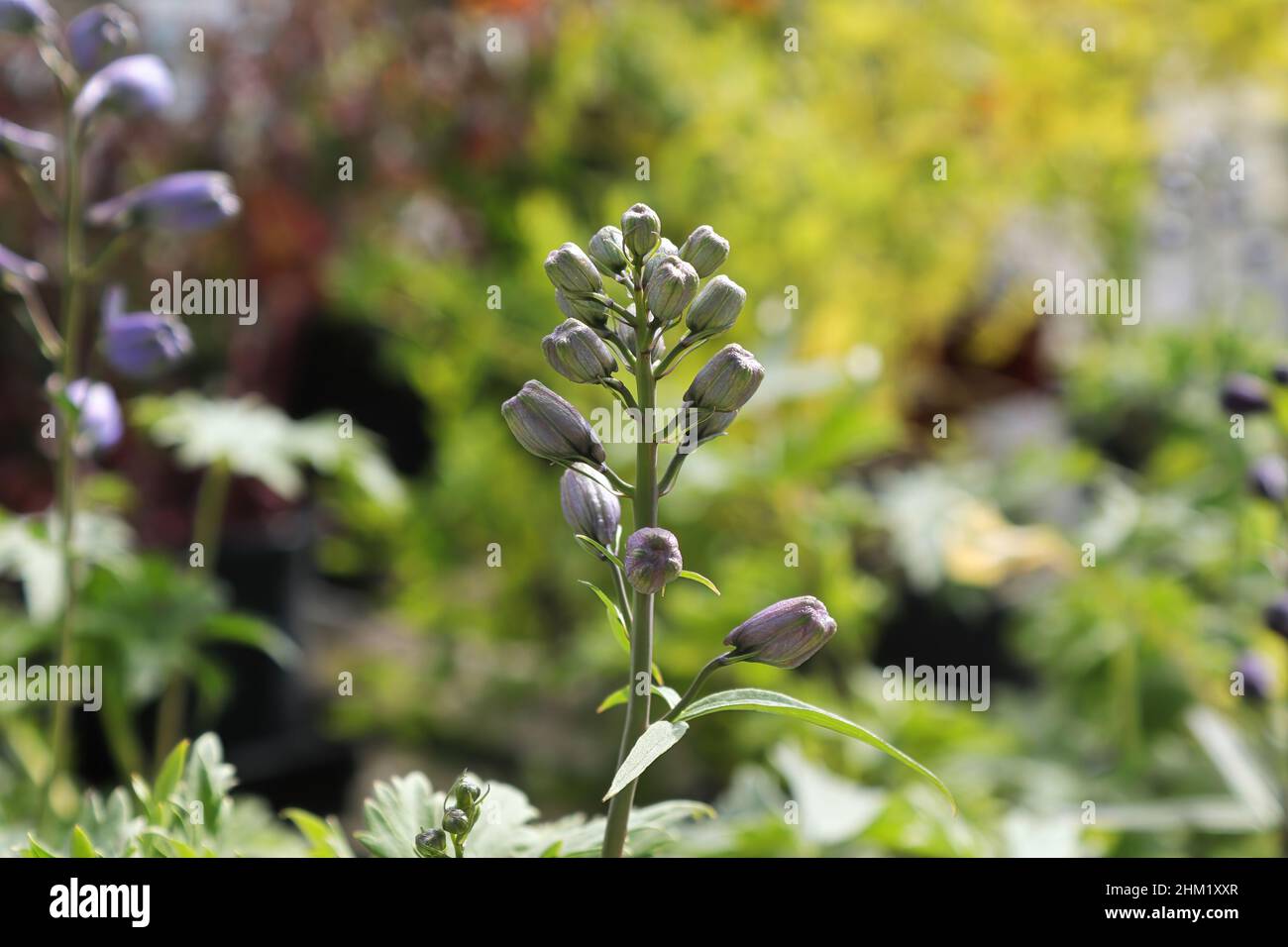 Primo piano del gambo di fiori su piante di delphinium Foto Stock