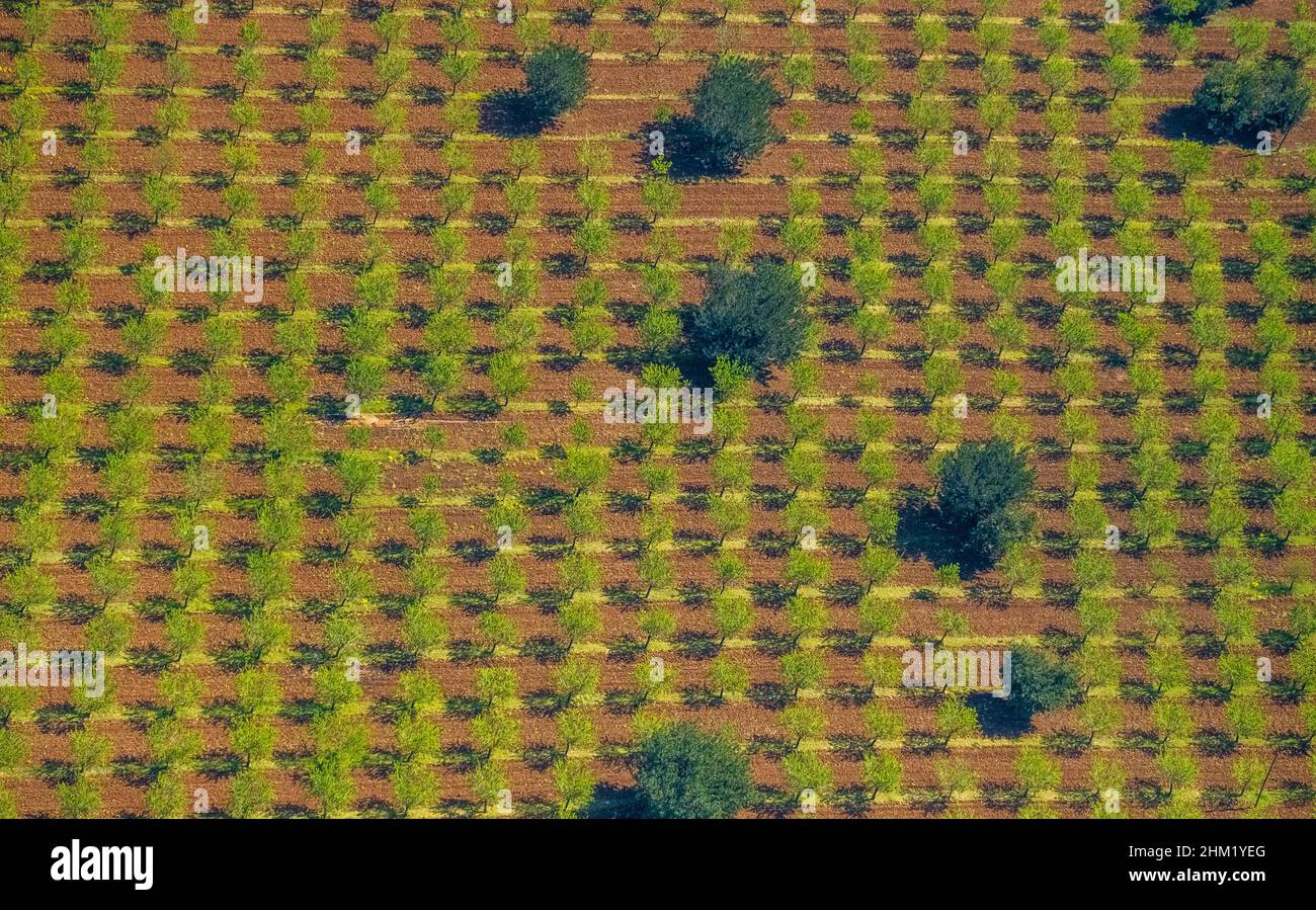 Vista aerea, olive miste e mandorli, forme grafiche, s'Esgleieta, Son Espanyol, Mallorca, Isole Baleari, Isole Baleari, Baleares, Spagna, E. Foto Stock
