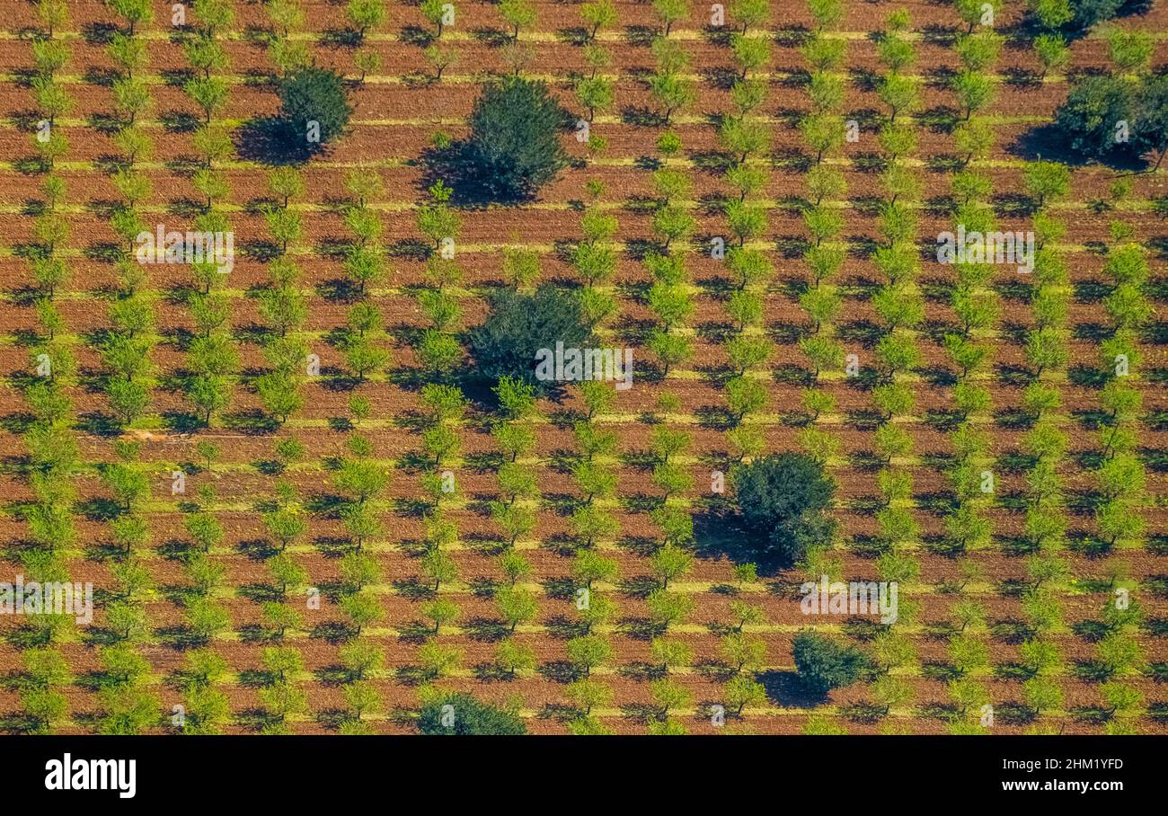 Vista aerea, olive miste e mandorli, forme grafiche, s'Esgleieta, Son Espanyol, Mallorca, Isole Baleari, Isole Baleari, Baleares, Spagna, E. Foto Stock