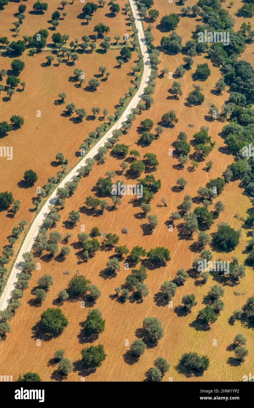 Veduta aerea, strada di campagna tra ulivi misti e mandorli, forme grafiche, Pla de na tesa, Cabaneta (SA), Mallorca, Isole Baleari, Isole Baleari Foto Stock