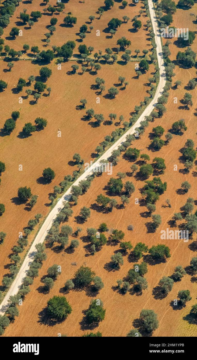 Veduta aerea, strada di campagna tra ulivi misti e mandorli, forme grafiche, Pla de na tesa, Cabaneta (SA), Mallorca, Isole Baleari, Isole Baleari Foto Stock