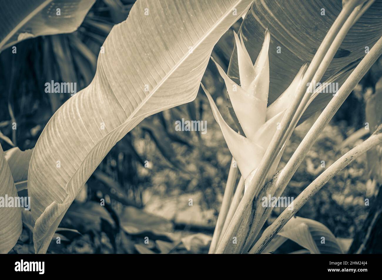 Foto in bianco e nero di bellissimi fiori alla cascata di Wang Sao Thong nella foresta pluviale tropicale nella stagione delle piogge a Koh Samui in Surat Thani Thailandia. Foto Stock