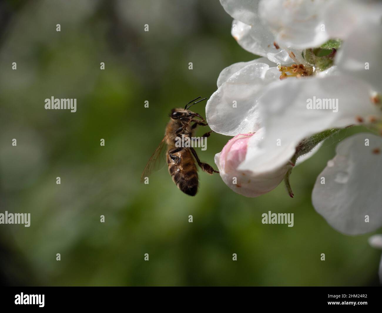 L'ape del miele raccoglie il nettare da una fioritura di ciliegia bianca Foto Stock