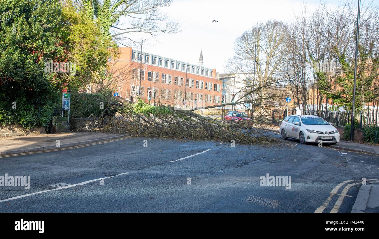Leeds, 29 gennaio 2022. I venti alti dalla Storm Malik abbassano l'albero bloccando Clarendon Road nel Leeds Citry Centre Foto Stock